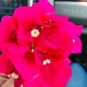 Meet your Posher, Cynthia